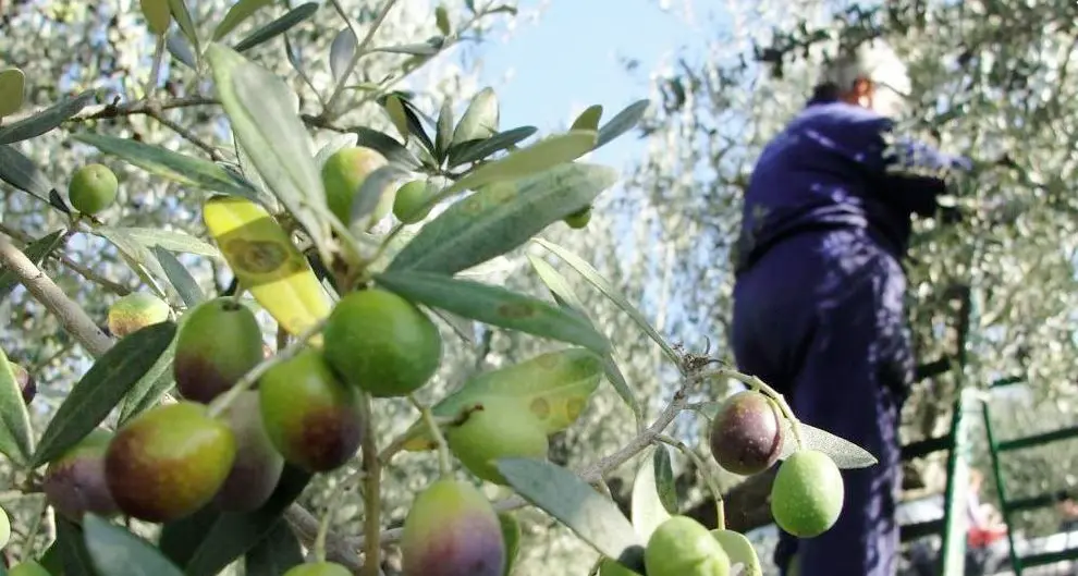 Due stagioni senza raccolto, ed ora l’esclusione dagli aiuti di Stato per i più piccoli: l’olivicoltura del Garda è a rischio