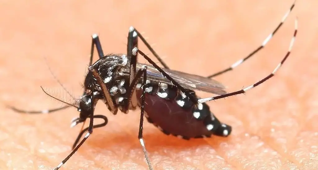 Caso di Dengue a Trento, l'allarme dell'Azienda Sanitaria: disinfestazione contro le zanzare a Mattarello