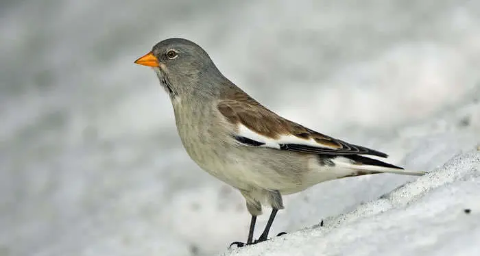 Il fringuello alpino, che non teme l’inverno: a passo Rolle reti di cattura per studiarlo meglio