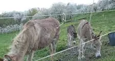 I quattro asinelli maltrattati in Emilia erano all’asta: adesso fanno giocare i bimbi a Caldes