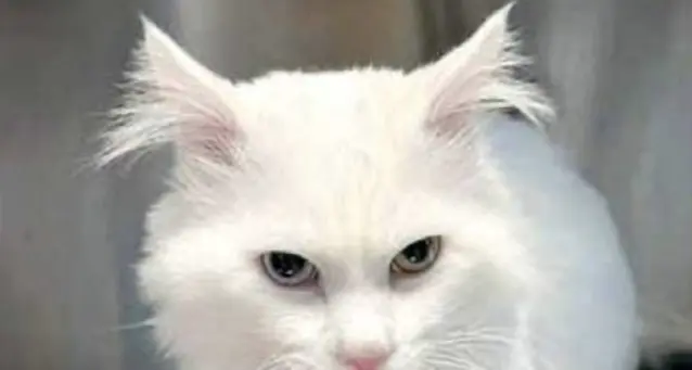 Il gatto di Mauro Sbetta cerca casa: “È ancora debilitato e traumatizzato”