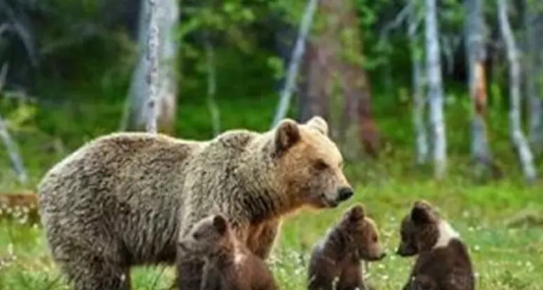 Cucciolo di orso investito da un’auto a Vezzano