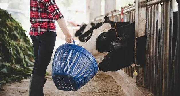 Allevatori trentini pronti a tutto per mantenere viva la montagna, tra costi impazziti e la minaccia dell’orso