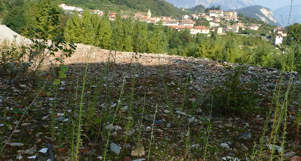 Il mistero nella discarica di Sardagna: scoperta una pianta himalayana, mai vista in Europa