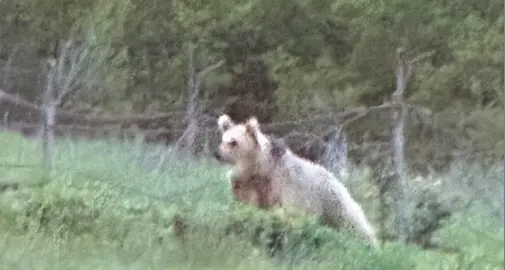 Al ristorante Malget di Tuenno, cena con vista sull'orso, che si affaccia nel piazzale e poi va via
