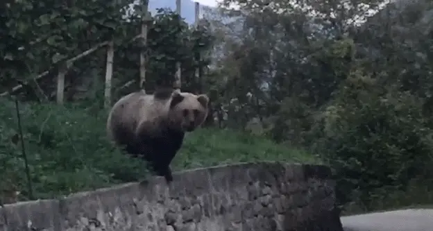 Orso M91, lo scheletro potrebbe essere destinato all'Università di Bari