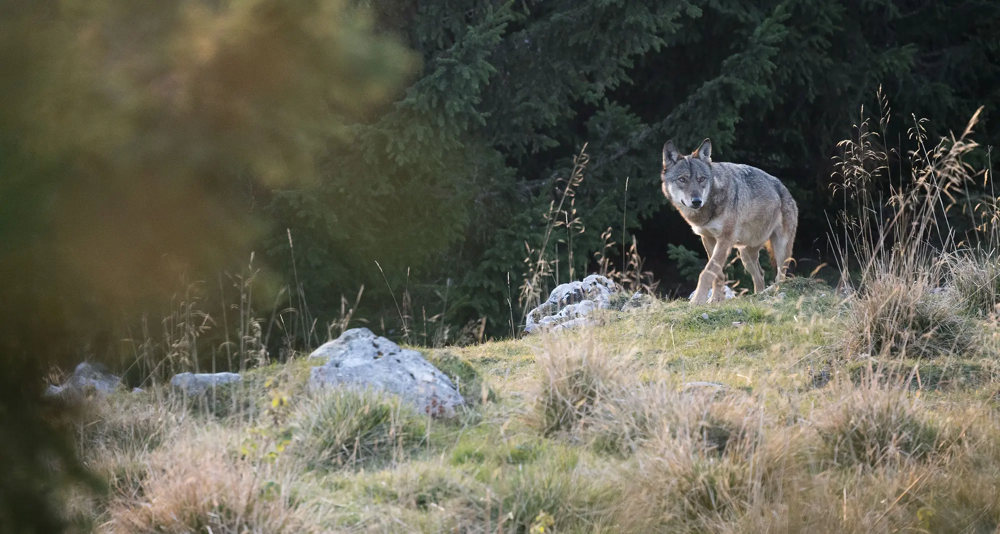 Lupi della Lessinia, un intero branco è scomparso: estinzione, attacco di altri branchi o bracconaggio?