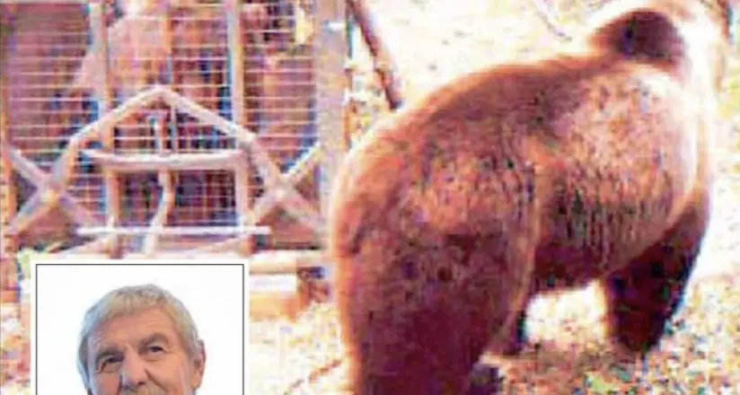 Il veterinario: “Catturare MJ5 sarà una vera impresa. Pesa 250 chili e di lui abbiamo solo tracce”