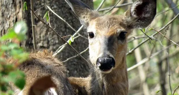 Nascosti nell’erba, 1800 cuccioli di capriolo salvati con i droni dalle falciatrici