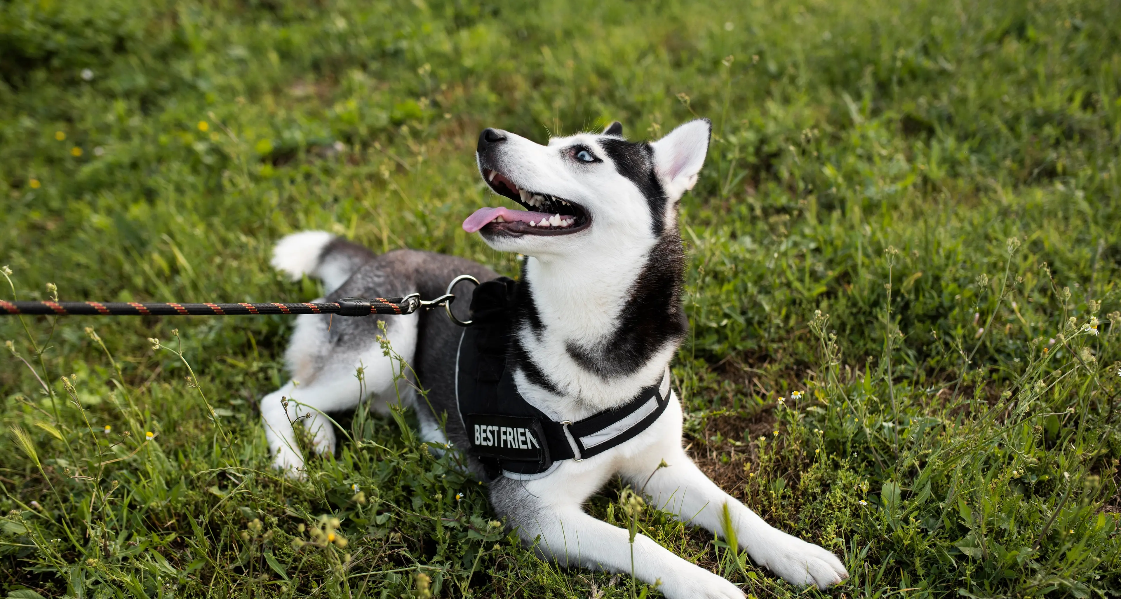Villazzano, minaccia di uccidere il cane che abbaia lasciando un biglietto al proprietario