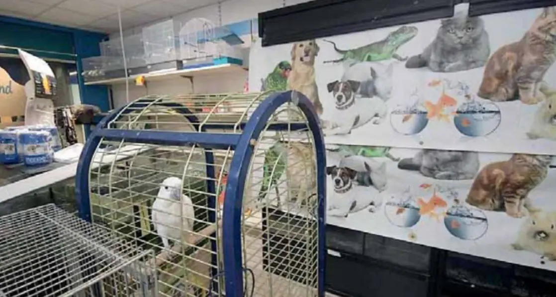 Furto di animali esotici al Top Center: uccelli morti durante il furto e un riccio ferito