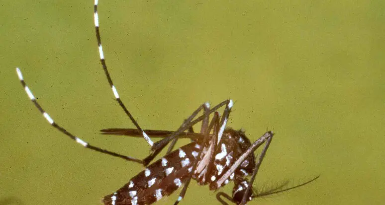 Segnalato a Grigno un caso di Dengue importato