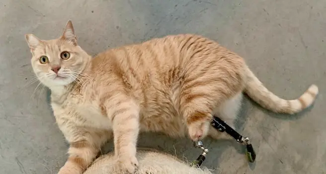 Vito, il gatto bionico con le protesi alle zampe: da Riva del Garda, adesso è una star (con account e un libro dedicato a lui)