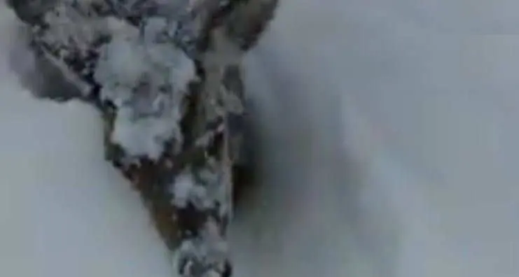 Le cerve nel bosco bloccate nella neve più alta di loro - il VIDEO