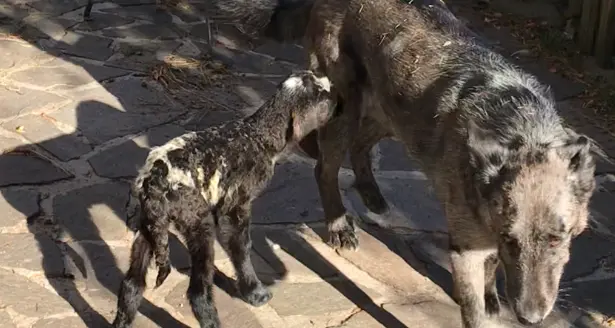 L’agnellina rifiutata dalla mamma e salvata grazie al biberon e a un cane che l’ha “adottata”