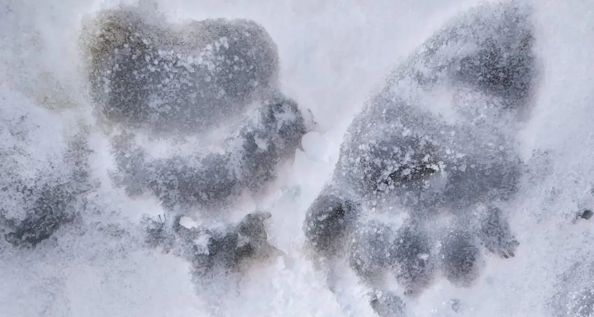 Dopo la neve l'orso va troppo vicino alle case: «rieducato» sparando pallettoni di gomma