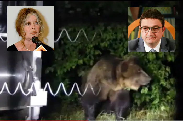 Trento, il momento del rilascio dell'orso M49 nel recinto del Casteller. ++UFF. STAMPA PROVINCIA TRENTO++
