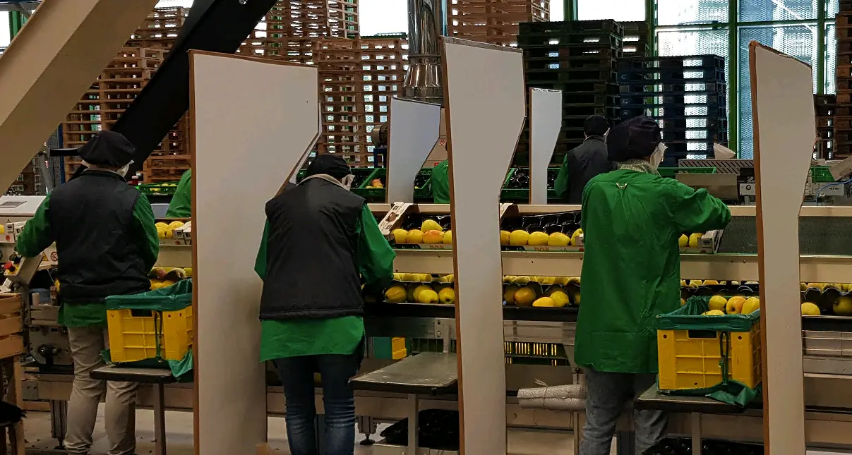 Annata da record per Melinda Quasi 190 milioni liquidati ai soci Oltre alle mele \"volano\" le ciliegie