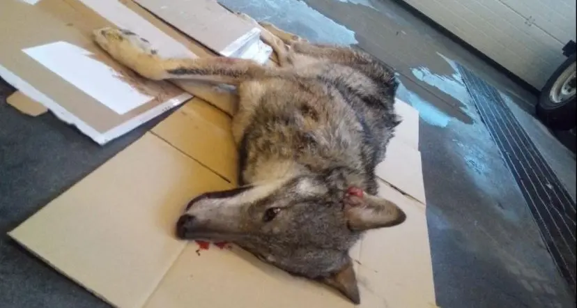 Giovane lupa investita sulla tangenziale a Trento trovata morta dai Forestali