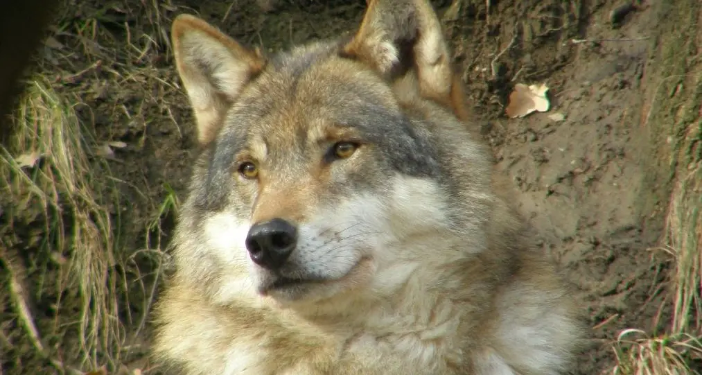 Parco Adamello Brenta: il lupo ha trovato casa