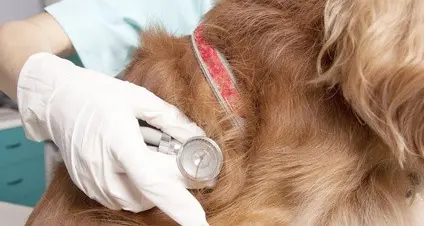Veterinari a fare i tamponi? Ghedina: \"Noi disponibili, però per la legge non si potrebbe\"