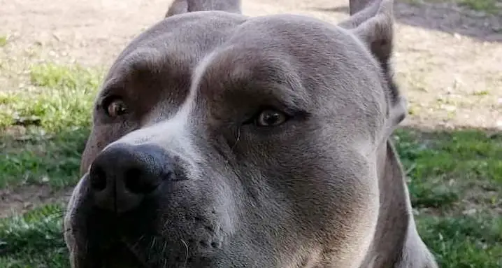Investe e uccide un cane poi fugge, schivando un testimone che lo ferma