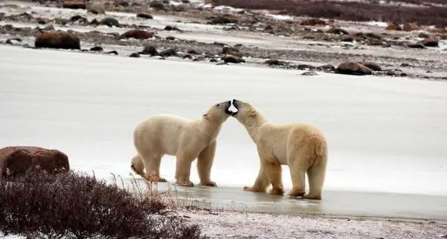 Mammiferi e uccelli perderanno un quarto dell'habitat entro il 2100