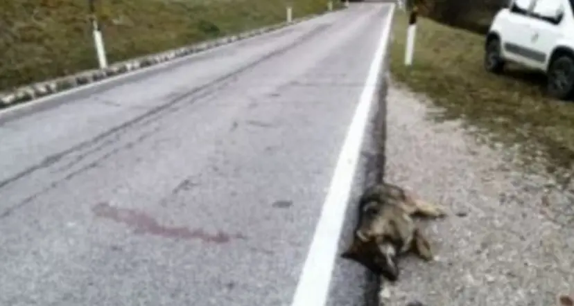 Investito e ucciso un lupo a Speccheri di Vallarsa: un giovane di 6-7 mesi
