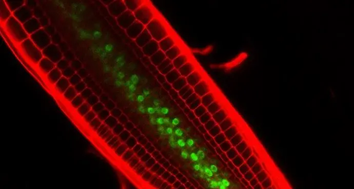 Perché le radici delle piante crescono? Scoperta la molecola