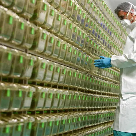 Vaccinazioni, il ritardo Pfizer preoccupa ma si cercano soluzioni senza frenate