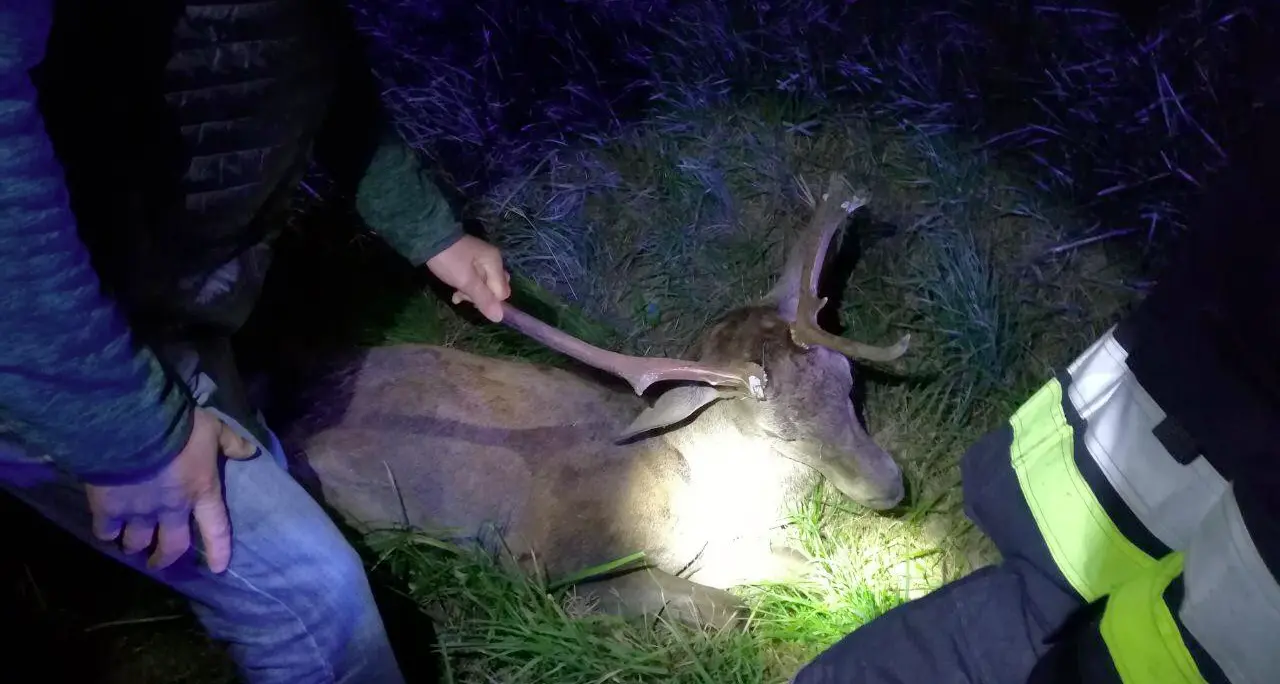 In moto contro il cervo, centauro ferito a Terragnolo, l'animale è morto sul colpo