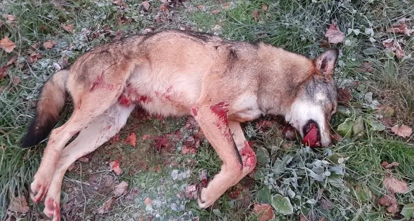 Lupo e investito e ucciso fra Rovereto ed Ala: terzo caso in venti giorni