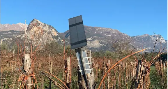 Ecco Talking Vine: la vigna si racconta grazie ai sensori nei campi