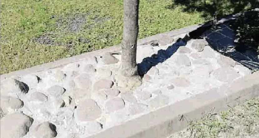 Nuovo parcheggio di Melta: alberi cementati alla base e lampioni piantati nella terra