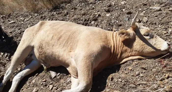 Toro semina il panico nelle strade di Olbia: abbattuto con una fucilata
