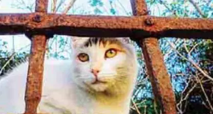 Rubinetto aperto, si allaga la casa «Colpa del gatto»