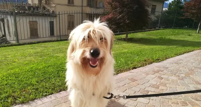 Denise (Deni) è scappata a Lamar di Gardolo/Meano: l'appello a chi l'ha vita