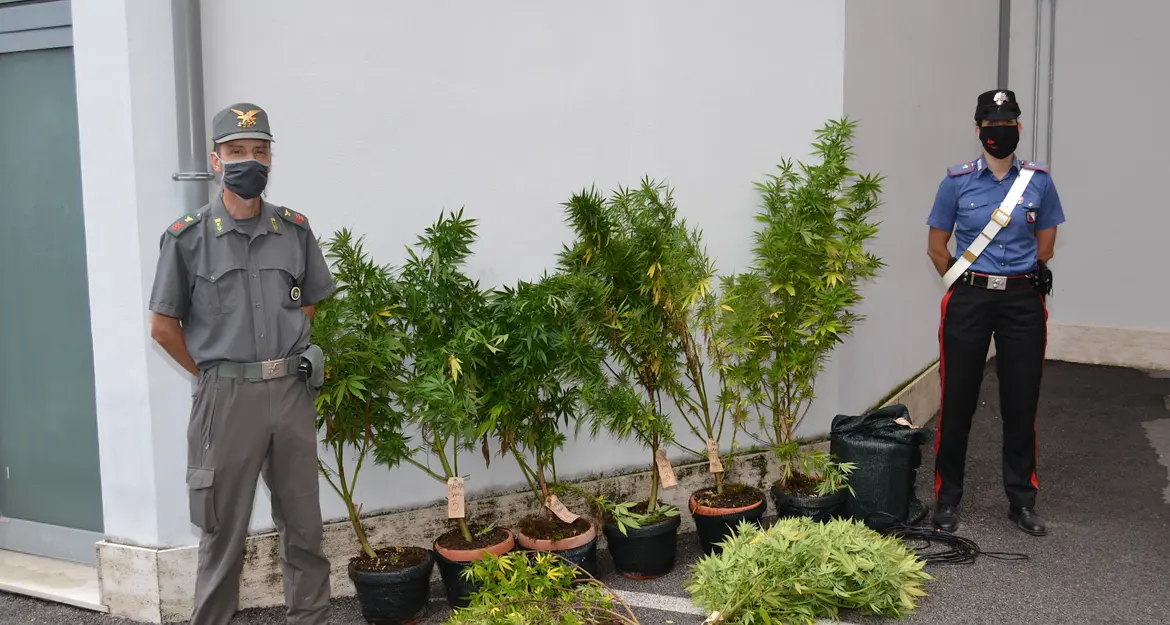 Mori: scoperta piantagione di Cannabis nascosta in un bosco, oltre a vari kit per la produzione di funghi allucinogeni