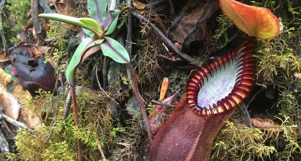 Ecco la pianta carnivora scoperta dal Muse: dentata, cattura e mangia insetti