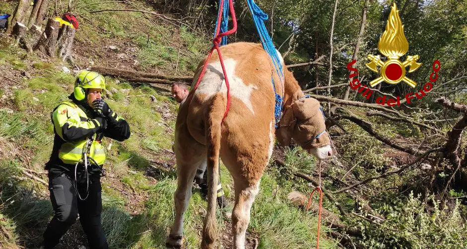 La mucca Cinzia si perde fra i dirupi salvata dai pompieri e trasferita in elicottero. VIDEO