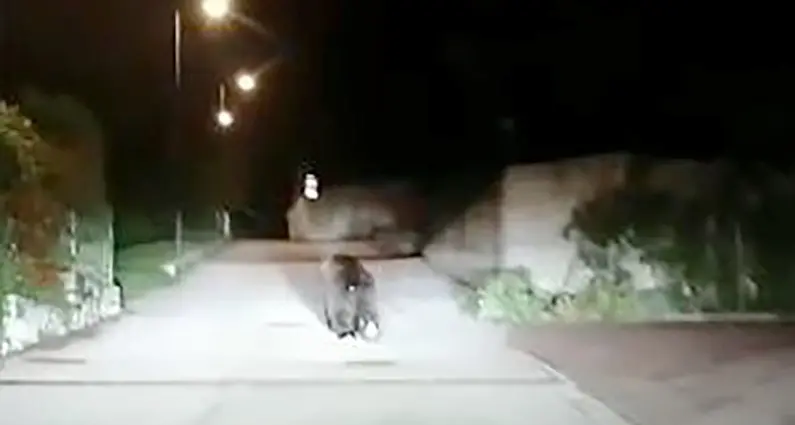 A Campodenno passeggiata notturna per l'orso Incursione (filmata) nel centro del paese - Video
