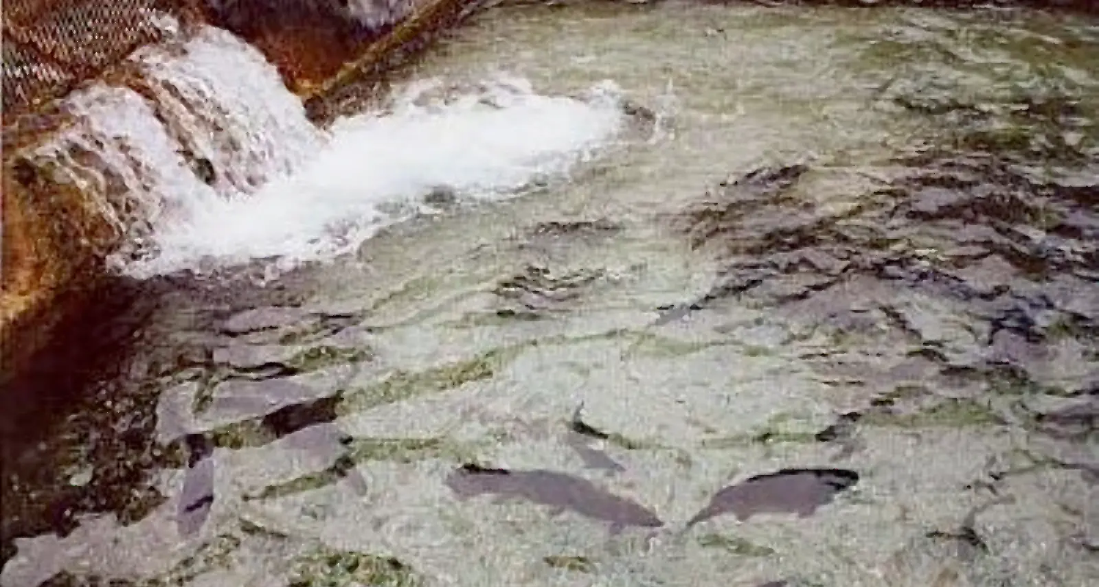 Un milione e mezzo per gli allevamenti di pesce (con soldi Ue e statali)