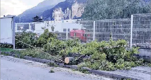 Il vento ha steso i platani in via dei Masadori a Spini