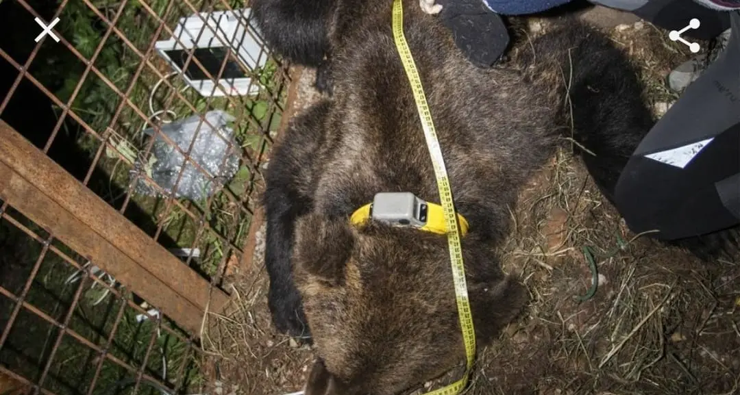 Orsi maltrattati al Casteller l'Ordine dei veterinari chiede un «codice etico»