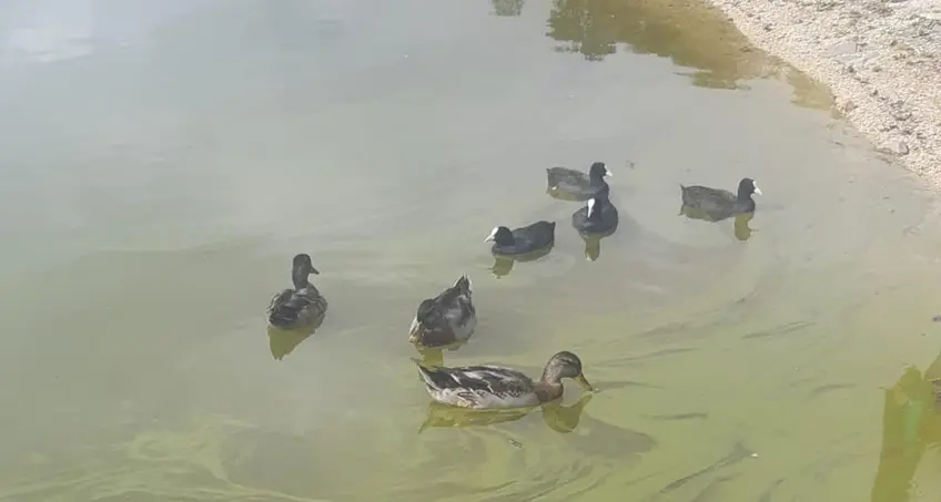 Alghe nel lago di Serraia Ioriatti attacca: \"La colpa è dei pompaggi di acqua\"