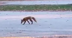 La passeggiata della volpe al parco - Video