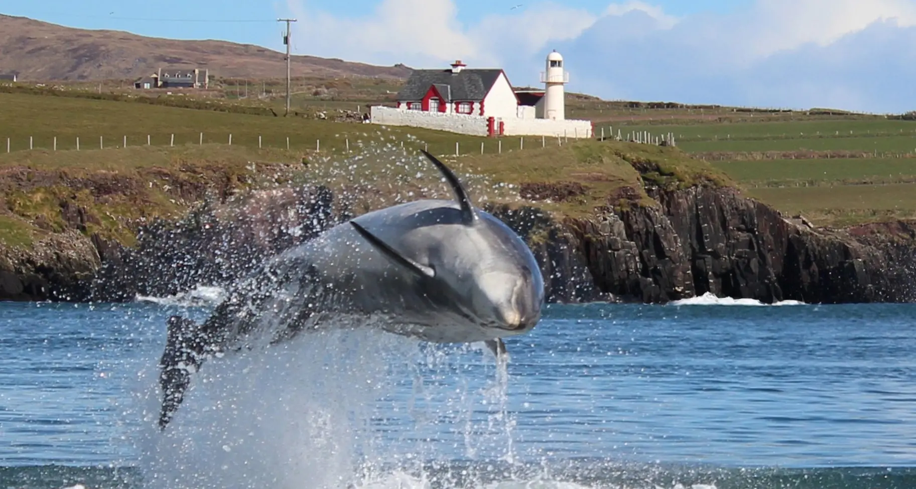 L’Irlanda col fiato sospeso per la sorte del delfino Fungie - Video