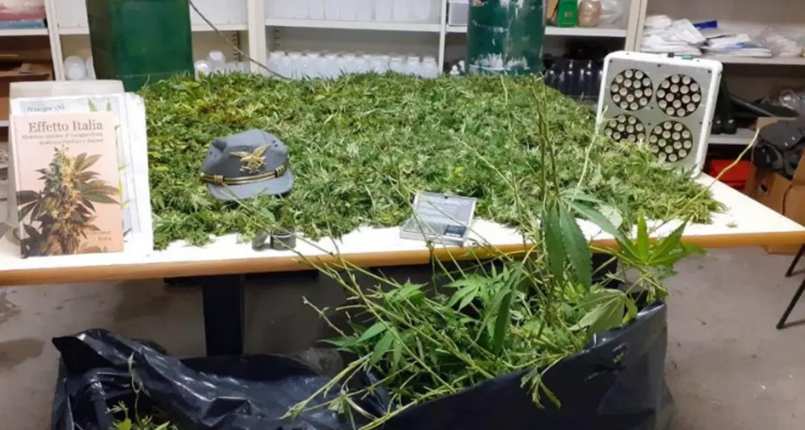 Marijuana nel bosco Sequestro dei forestali