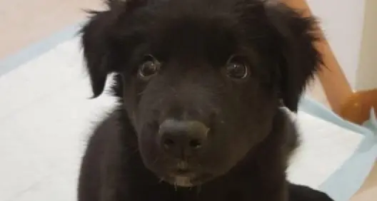 Cagnolino all'asta: dopo il ricorso della Lav il PM sospende la vendita