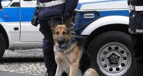 Iniziato l'iter per la creazione dell'unità cinofila della Polizia locale